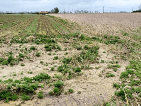 Grijnslijnbepaling tussen landbouwgronden